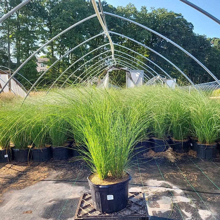 Miscanthus sinensis 'Gracillimus'