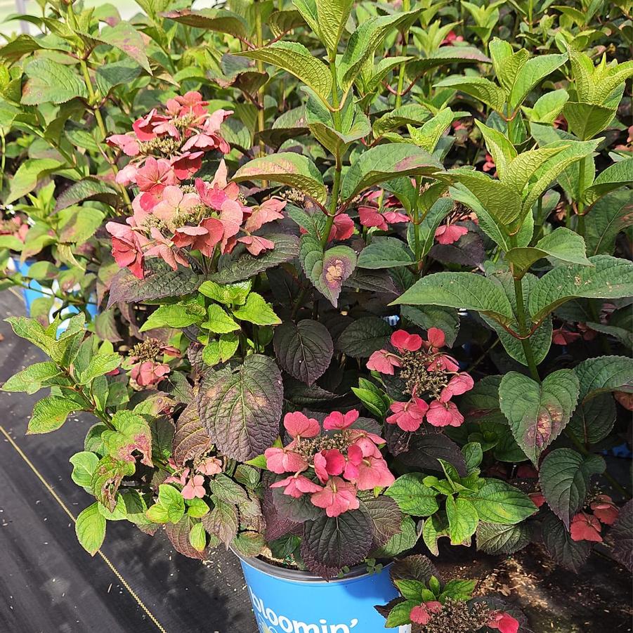 Hydrangea serrata Pink Dynamo™