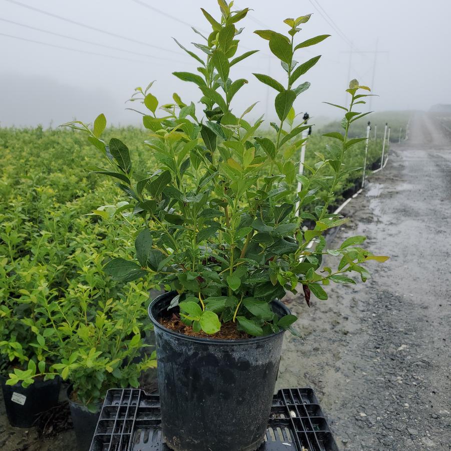 Vaccinium corymbosum 'Patriot'