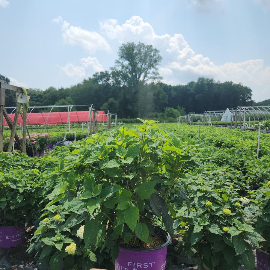 Hydrangea arborescens FlowerFull™