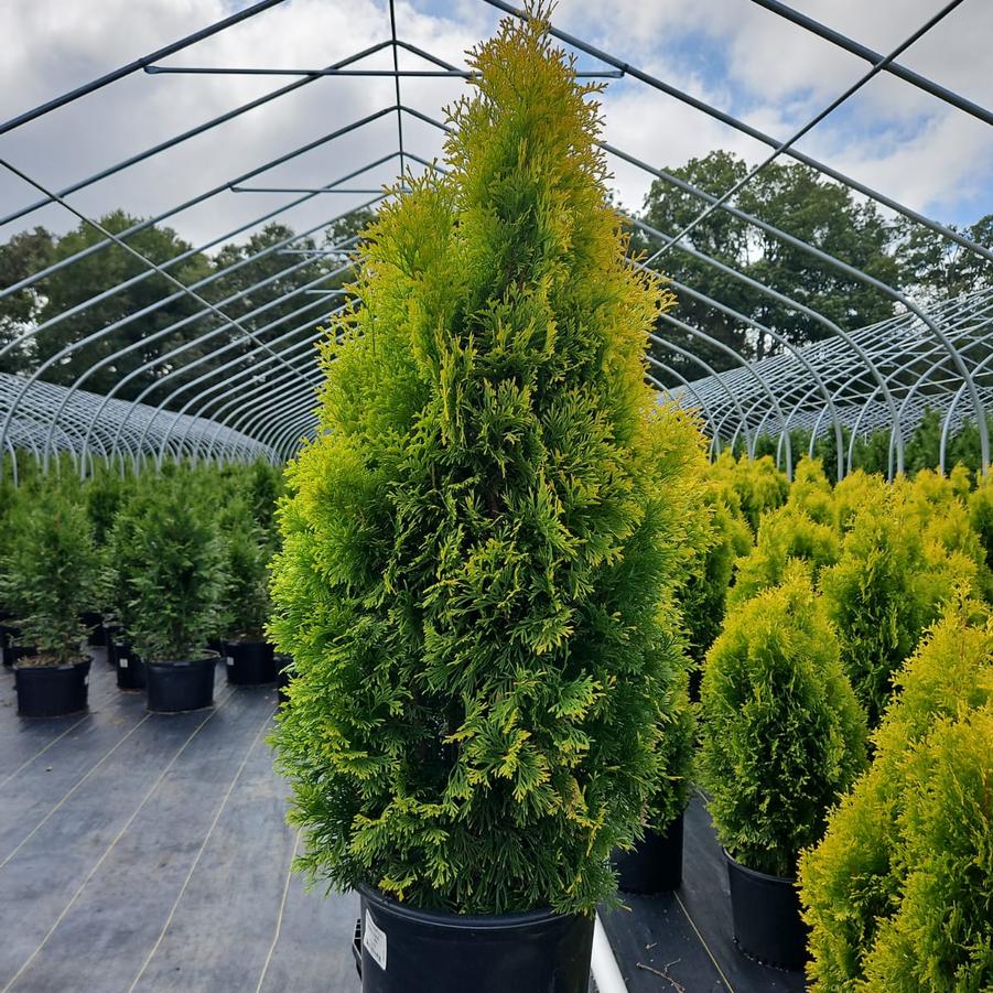 Thuja occidentalis Amber Gold