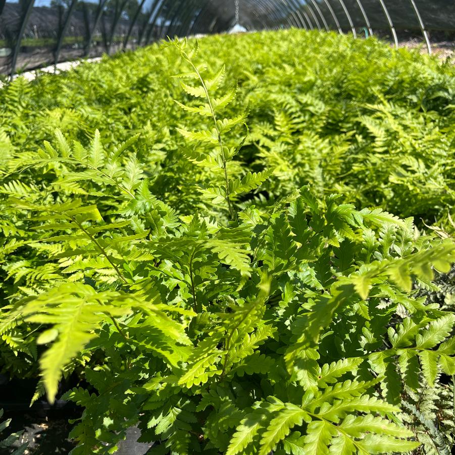 Dryopteris x australis - Dixie Wood