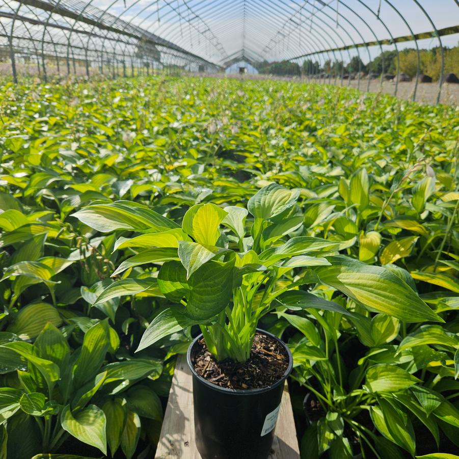 Hosta Pauls Glory