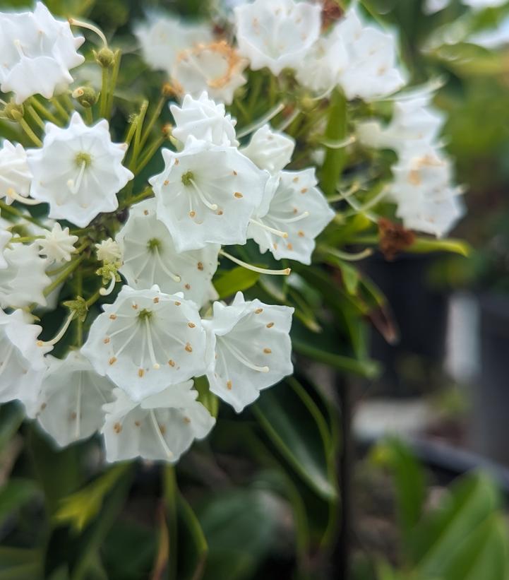 Kalmia latifolia 'Pristine'