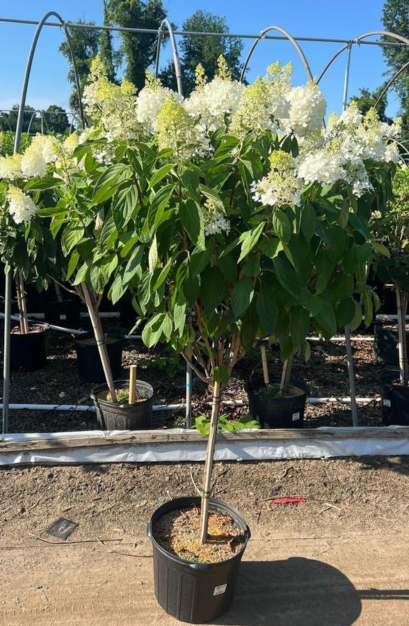 Hydrangea pan. Sweet Summer