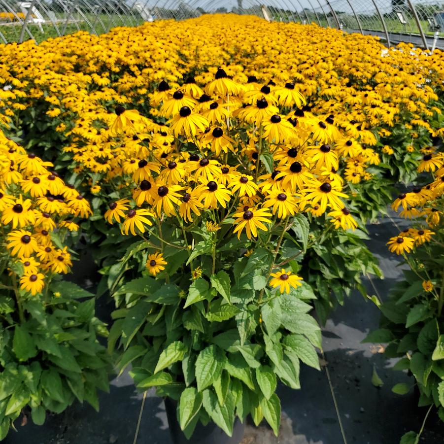 Rudbeckia fulgida var. sullivantii 'Goldsturm'