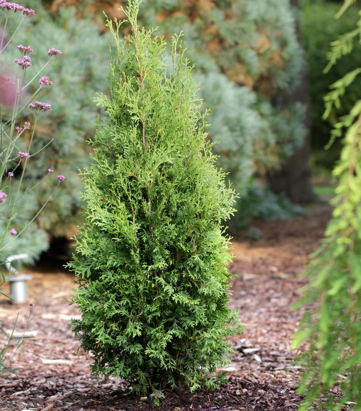 Thuja occidentalis Private Jet™