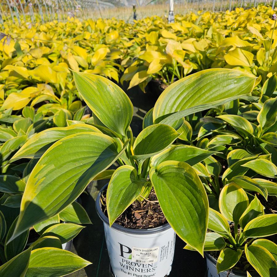 Hosta hybrid Shadowland® Wu-La-La