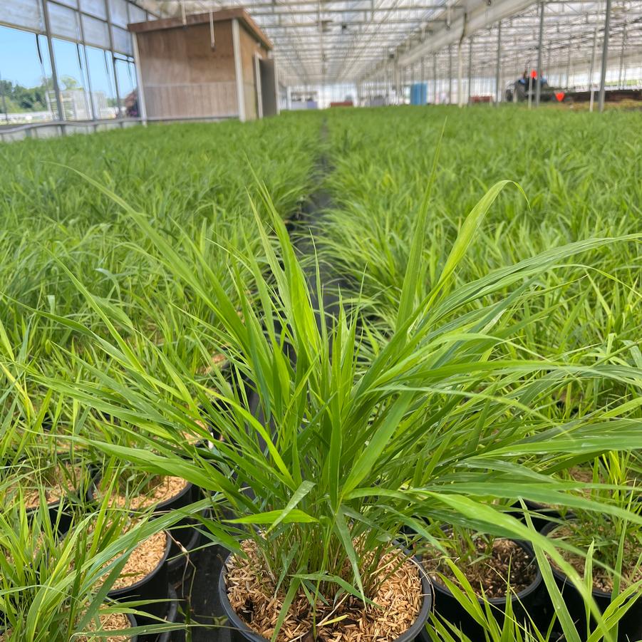 Hakonechloa macra 