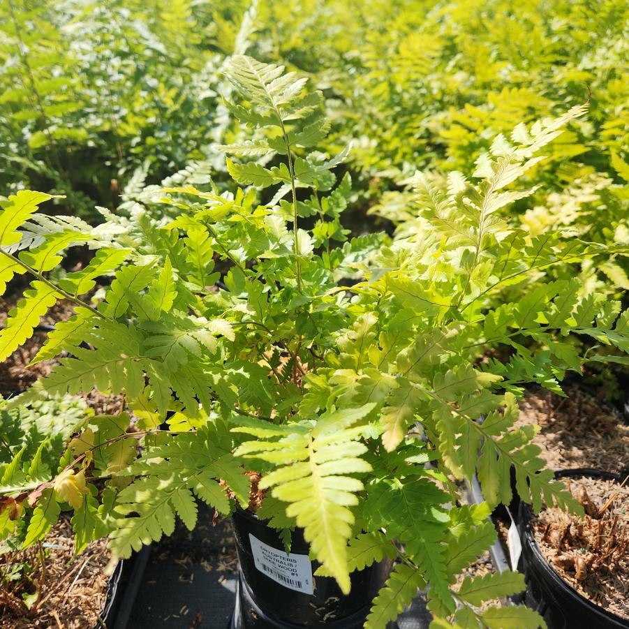 Dryopteris x australis - Dixie Wood