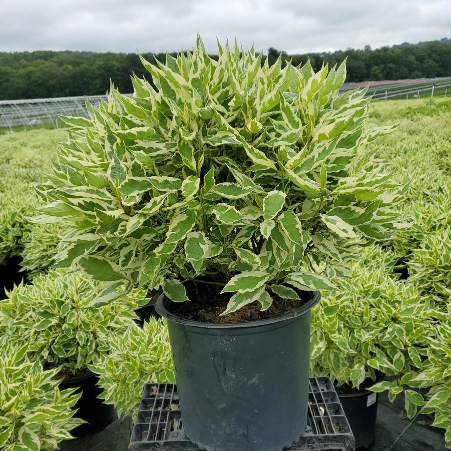 Cornus alba Ivory Halo®