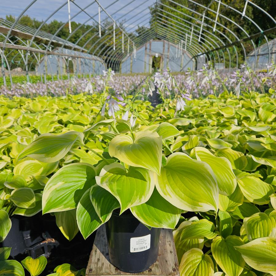 Hosta Fragrant Bouquet