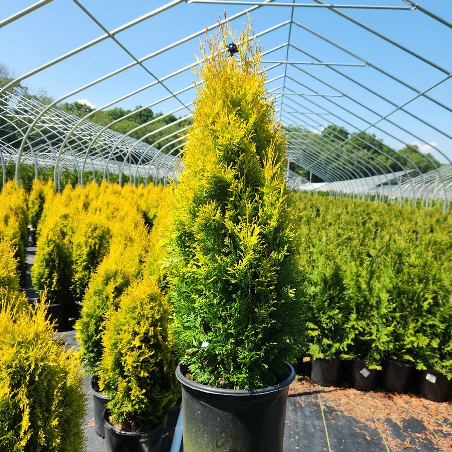 Thuja occidentalis Amber Gold