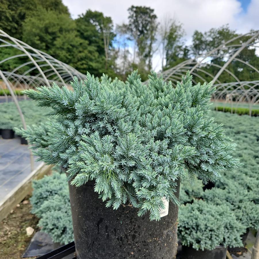 Juniperus squamata 'Blue Star'