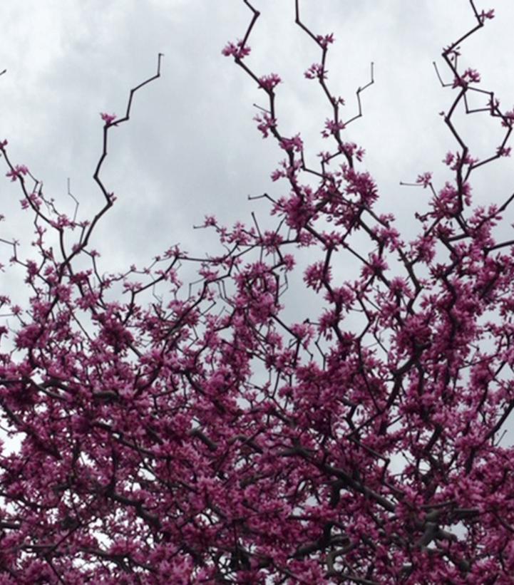 Cercis canadensis Zig Zag®