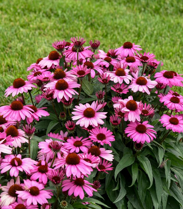 Echinacea hybrid Color Coded® 'The Fuchsia is Bright'