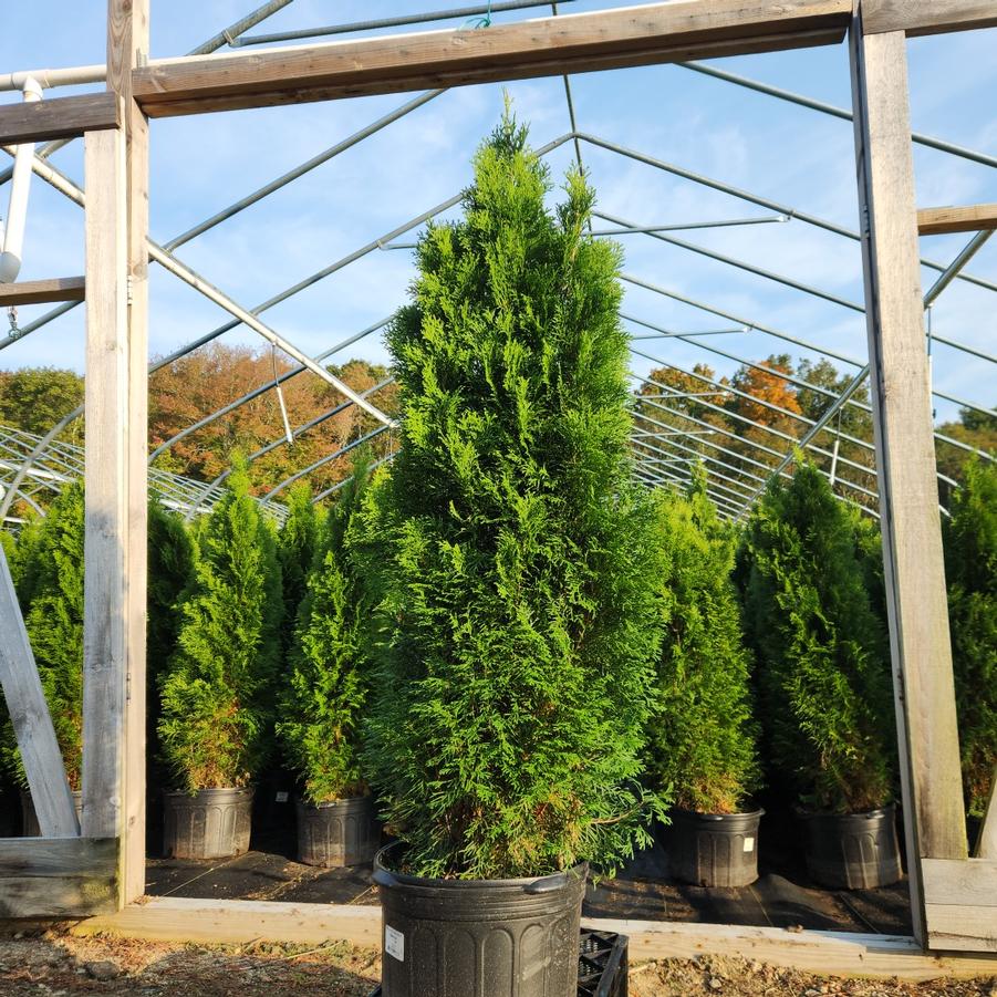 Thuja occidentalis 'Smaragd'