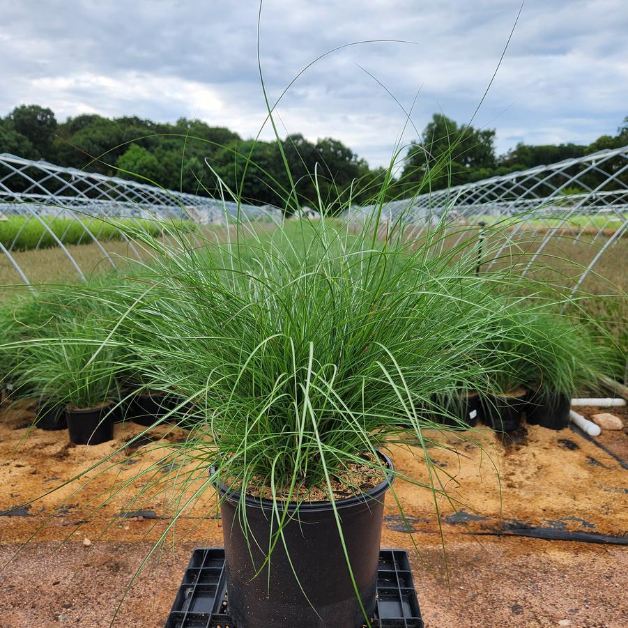 Miscanthus sinensis Adagio