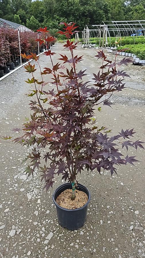 Acer palmatum 'Bloodgood'