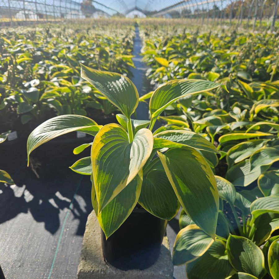 Hosta Frances Williams