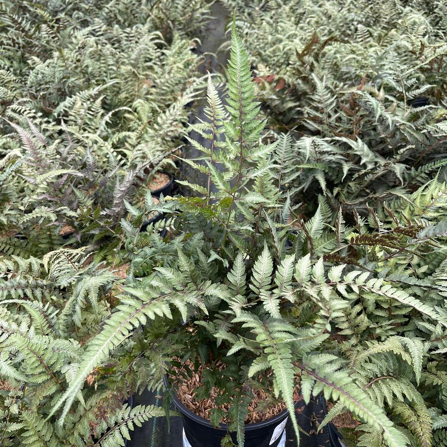 Athyrium nipponicum var. Pictum