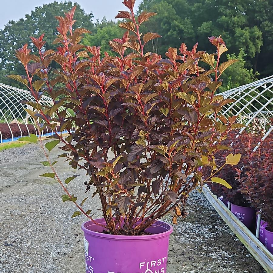 Physocarpus opulifolius Fireside®