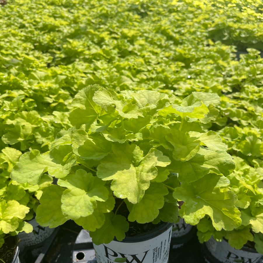 Heuchera Primo® Pistachio Ambrosia