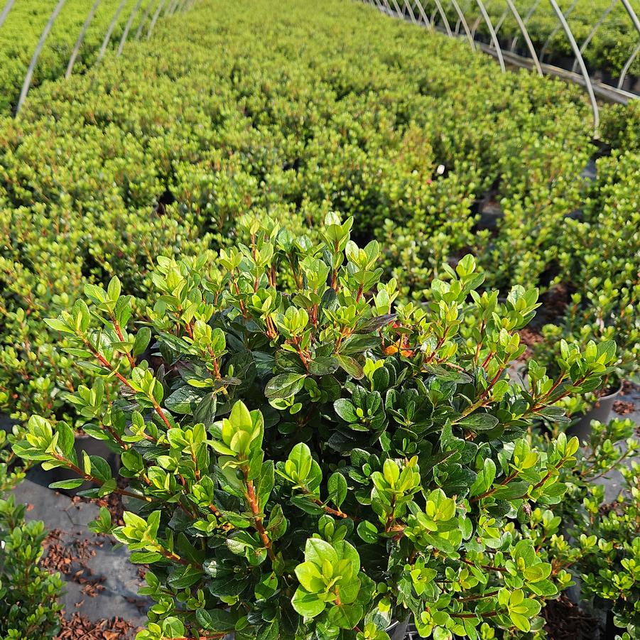 Azalea kaempferi 'Johanna'