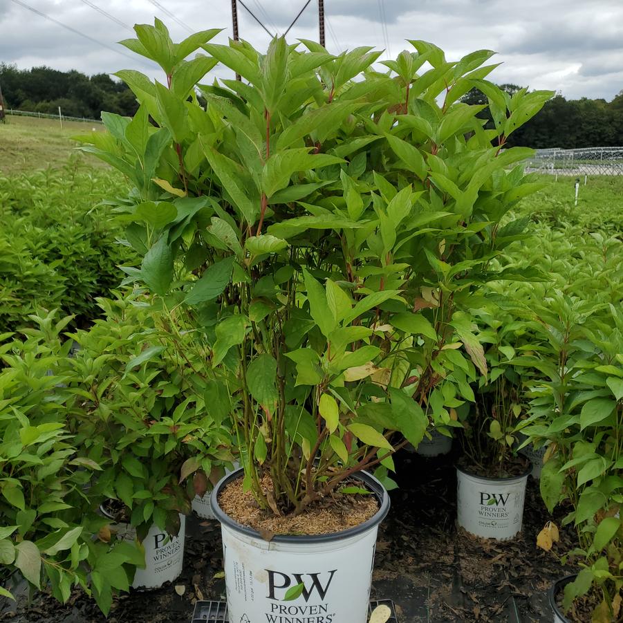 Cornus stolonifera Arctic Fire®