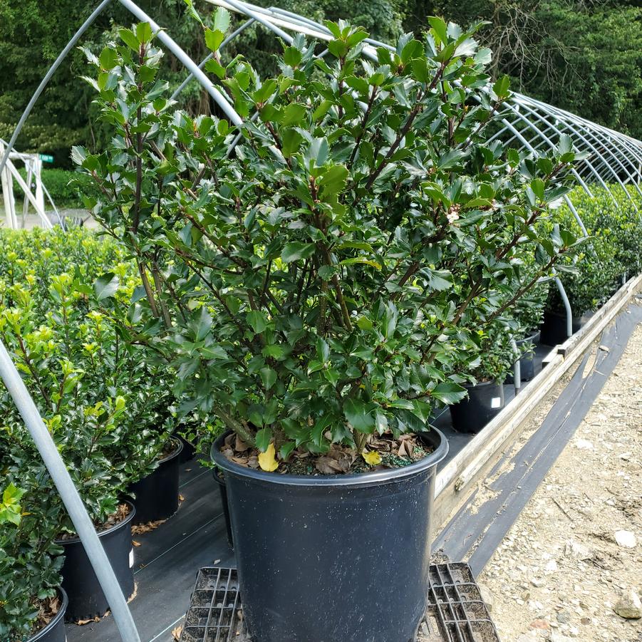 Ilex X meserveae Blue Prince