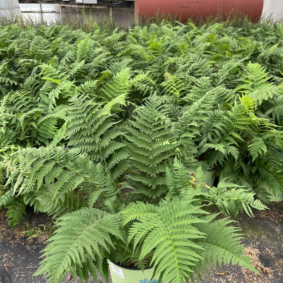 Dryopteris marginalis 