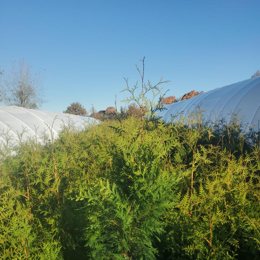 Thuja x plicata 'Junior Giant'