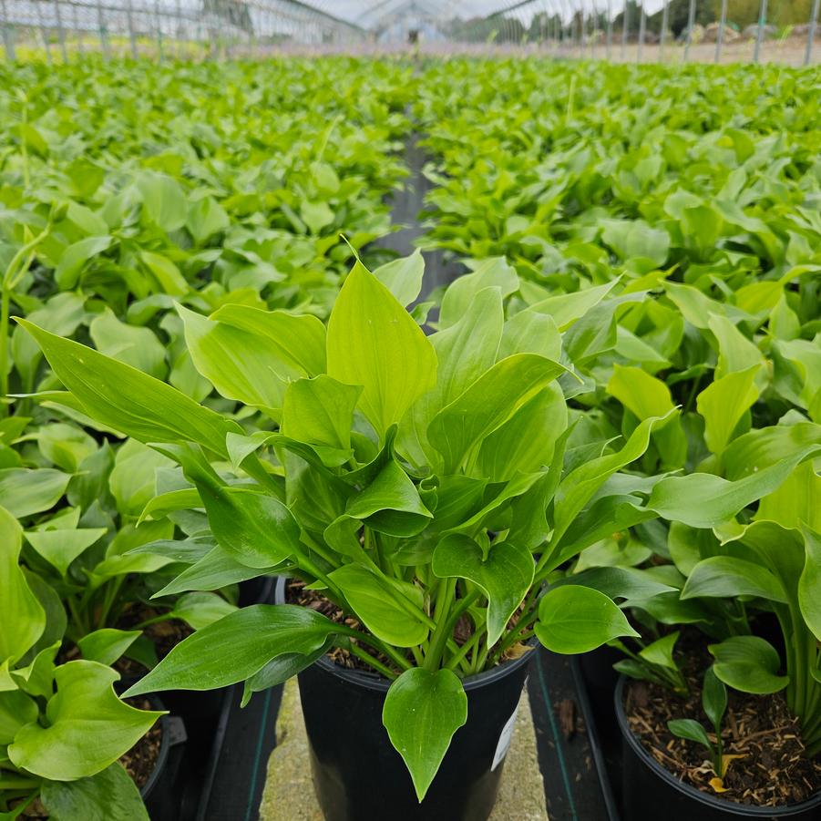 Hosta 'Royal Crest'