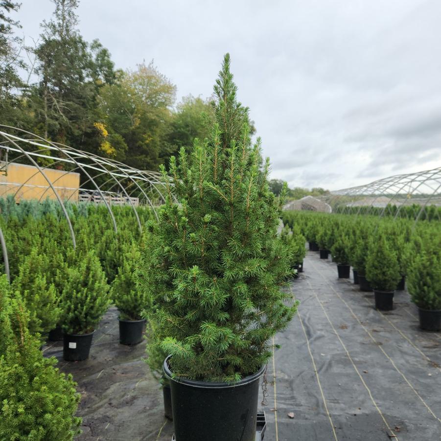 Picea glauca 'Conica'