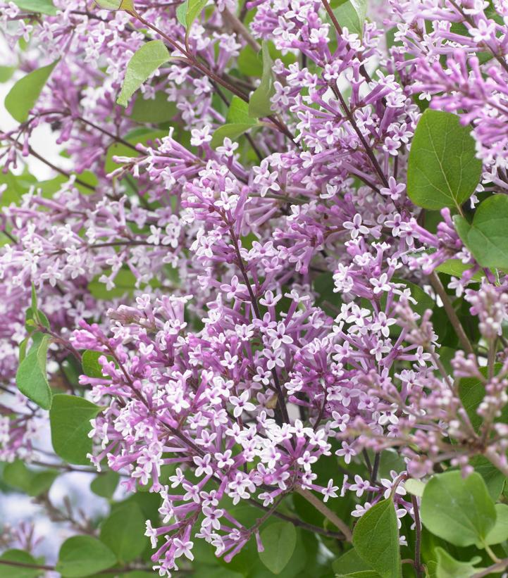 Syringa meyeri Flowerfesta® Purple