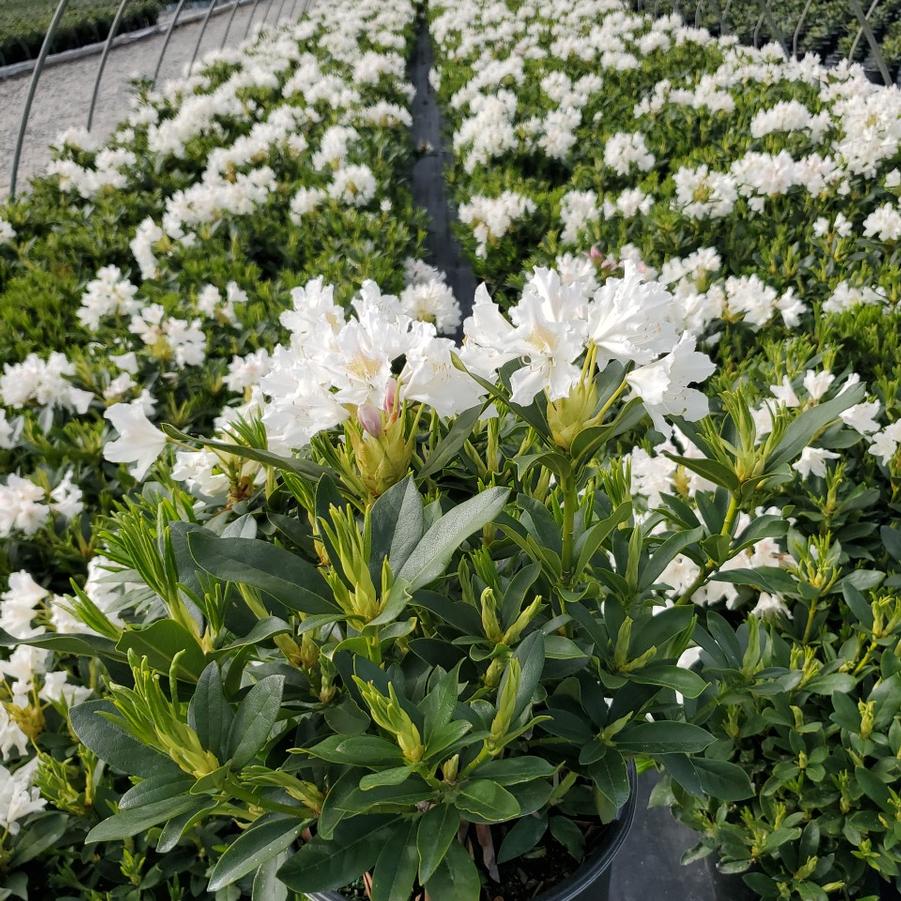 Rhododendron cat. Cunninghams White