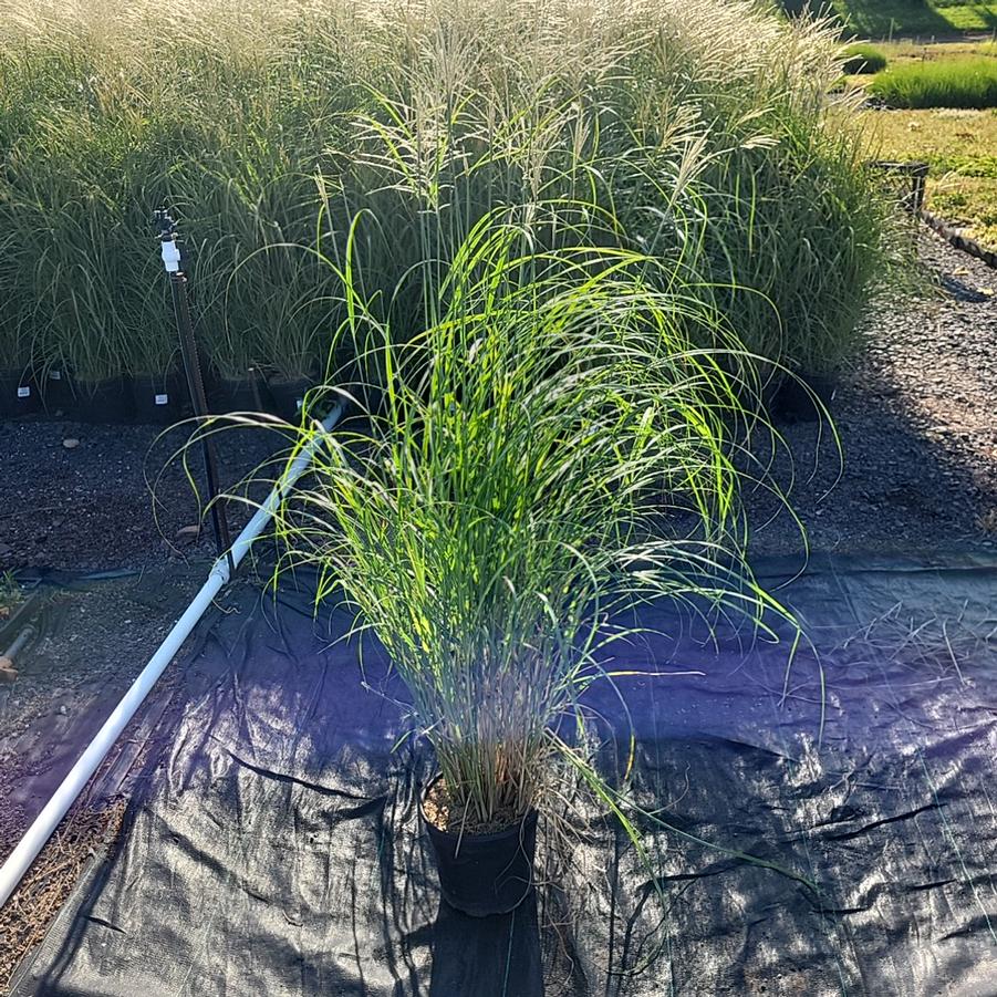 Miscanthus sinensis Adagio