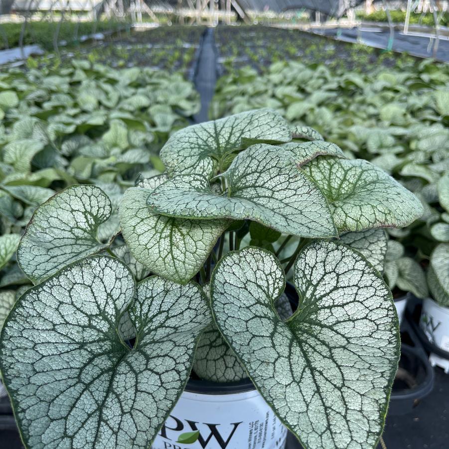 Brunnera macrophylla 'Queen of Hearts'