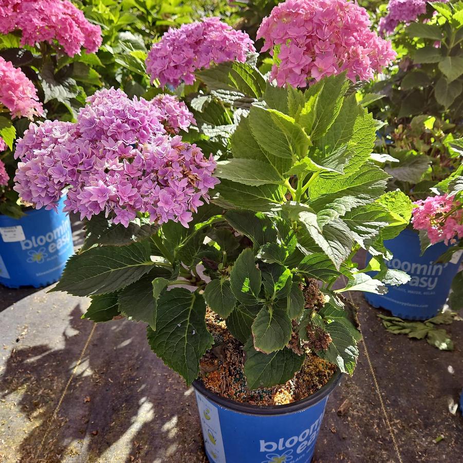 Hydrangea mac. Starfield™