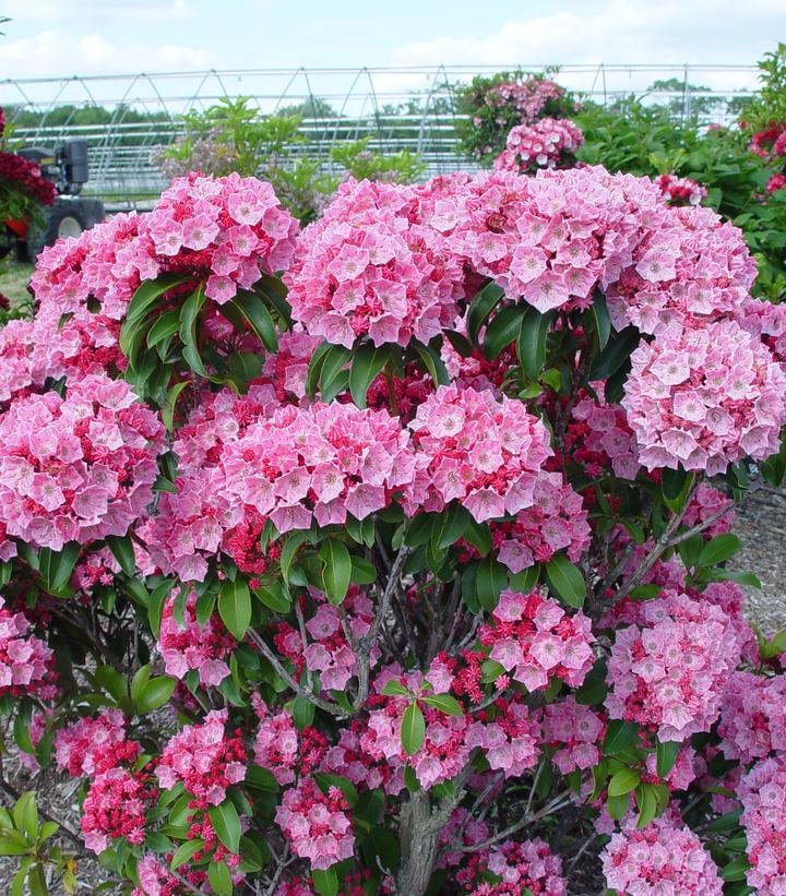 Kalmia latifolia Pink Globe