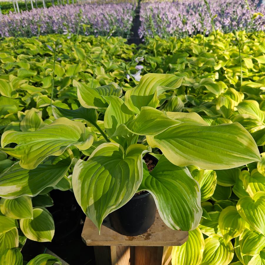 Hosta Fragrant Bouquet