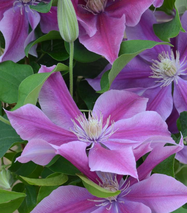 Clematis Posiedon