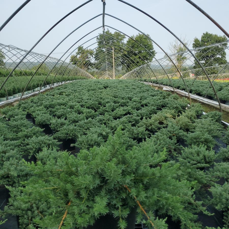 Juniperus conferta Blue Pacific