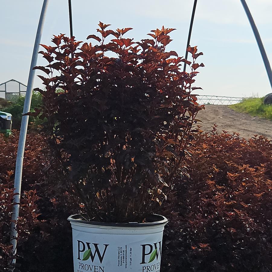 Physocarpus opulifolius Summer Wine® Black