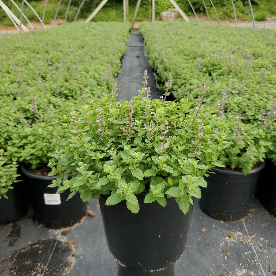 Nepeta faassenii 'Purrsian Blue'