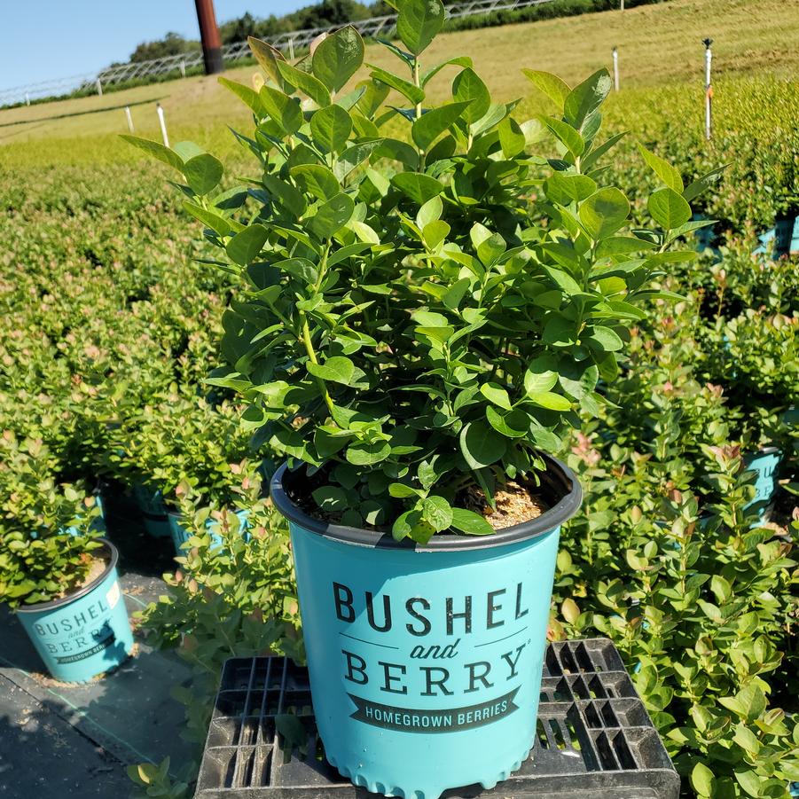 Vaccinium corymbosum hybrid Bushel and Berry® Peach Sorbet®