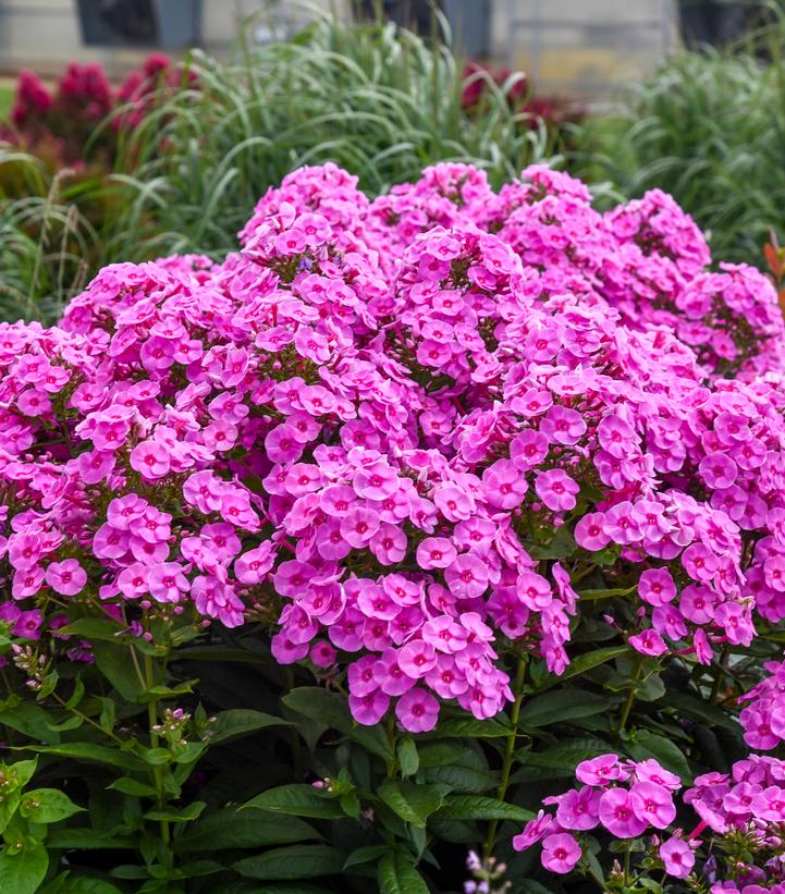 Phlox paniculata 'Prismatic Pink'