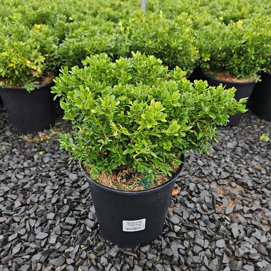 Buxus microphylla 'Tide Hill'