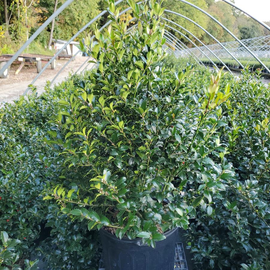 Ilex X meserveae Blue Maid