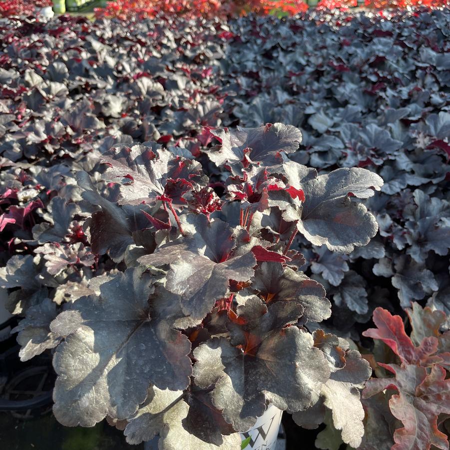 Heuchera hybrid Primo® Black Pearl